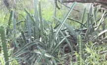 El cactus nativo de Tamaulipas que es una excelente fuente de fibra para tu organismo
