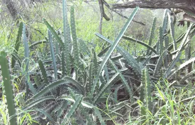 El cactus nativo de Tamaulipas que es una excelente fuente de fibra para tu organismo
