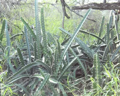 El cactus nativo de Tamaulipas que es una excelente fuente de fibra para tu organismo