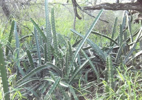 El cactus nativo de Tamaulipas que es una excelente fuente de fibra para tu organismo