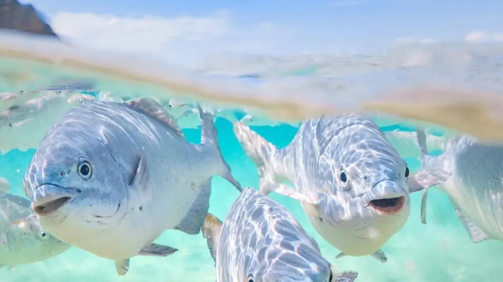 Snorkel en Cabo San Lucas: 3 lugares imperdibles para explorar bajo el agua