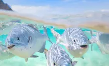 Snorkel en Cabo San Lucas: 3 lugares imperdibles para explorar bajo el agua
