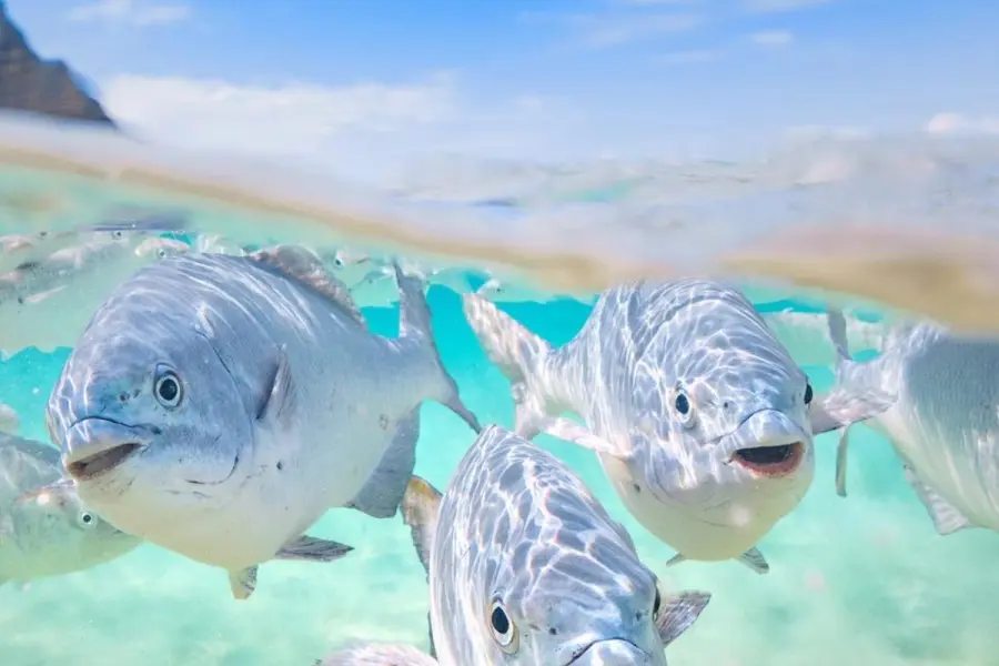 Snorkel en Cabo San Lucas: 3 lugares imperdibles para explorar bajo el agua