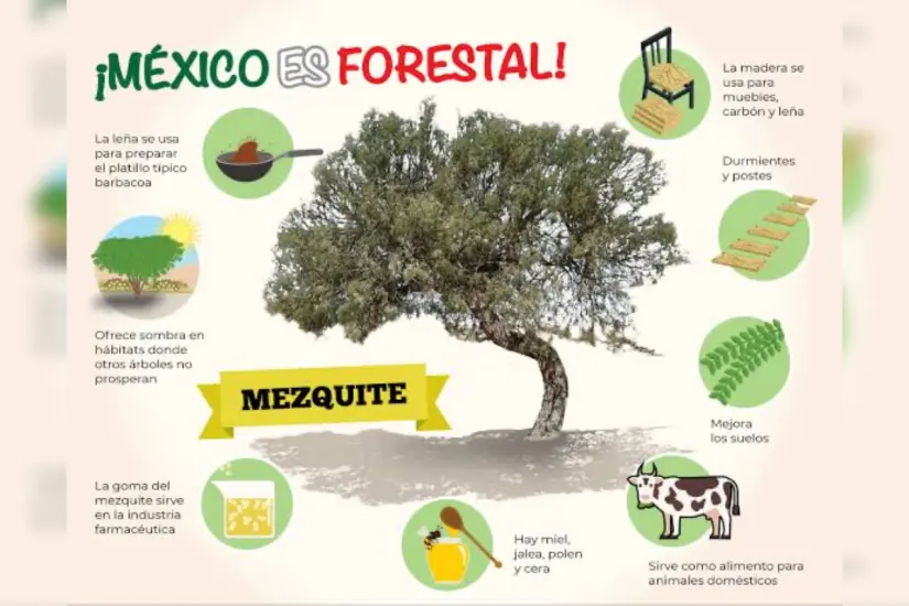 Foto: Comisión Nacional Forestal 