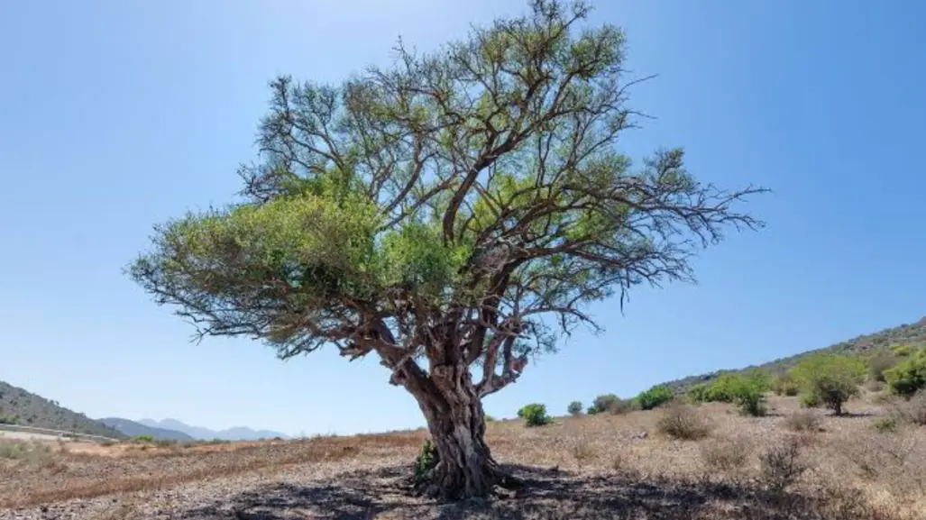 El árbol nativo de Tamaulipas que brinda sombra y es resistente a la sequía