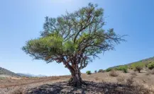El árbol nativo de Tamaulipas que brinda sombra y es resistente a la sequía