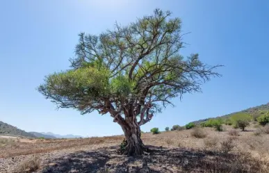 El árbol nativo de Tamaulipas que brinda sombra y es resistente a la sequía