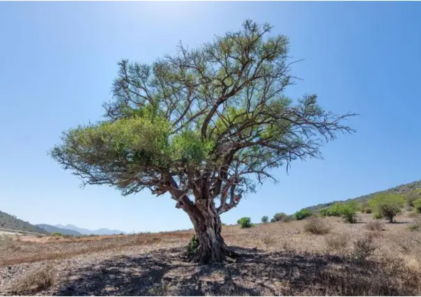 El árbol nativo de Tamaulipas que brinda sombra y es resistente a la sequía