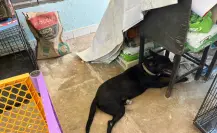 Animalista pide dar refugio temporal a perritos callejeros ante la ola de calor en Mérida