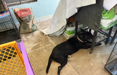 Animalista pide dar refugio temporal a perritos callejeros ante la ola de calor en Mérida
