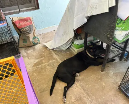 Animalista pide dar refugio temporal a perritos callejeros ante la ola de calor en Mérida