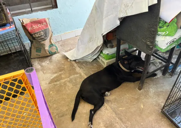 Animalista pide dar refugio temporal a perritos callejeros ante la ola de calor en Mérida