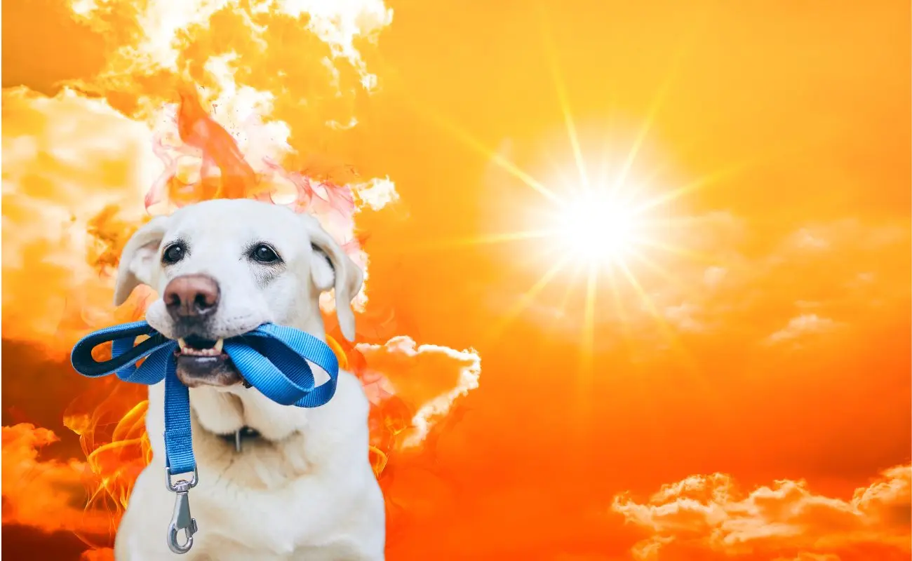 ¿Por qué debes evitar paseos durante las horas de más calor? Foto: Canva