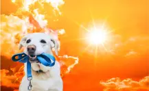 Ola de calor en Yucatán: ¿Cuál es la mejor hora para sacar a pasear a tu mascota?