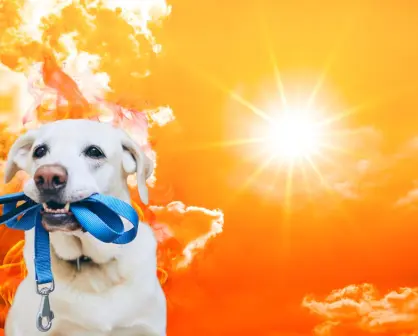 Ola de calor en Yucatán: ¿Cuál es la mejor hora para sacar a pasear a tu mascota?