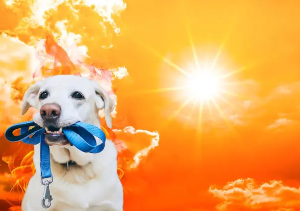 Ola de calor en Yucatán: ¿Cuál es la mejor hora para sacar a pasear a tu mascota?
