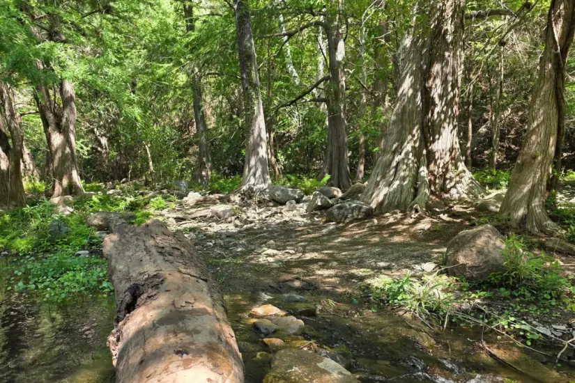 Sus frondosos árboles hacen de este río toda una belleza natural | Foto: FB