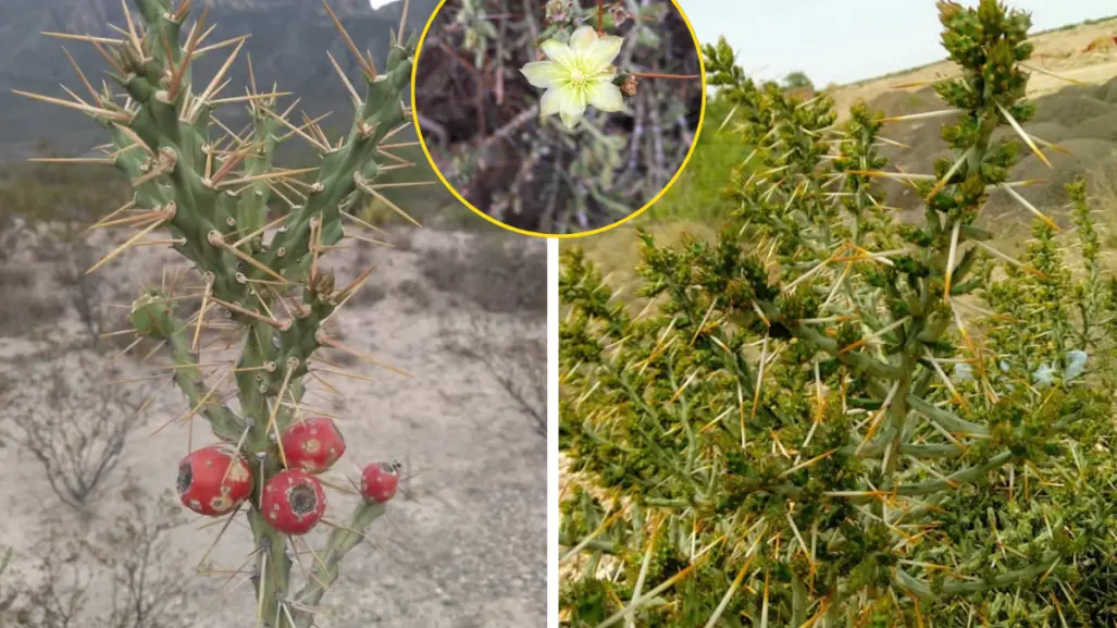 Plantas nativas de Coahuila, el cactus lápiz, ¿qué característica tiene?