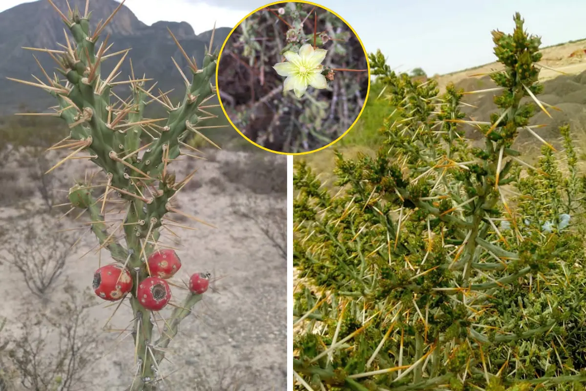 Sus flores diurnas, que significa que abren por el día y se cierran por la noche, tienen tonos amarillos y verdosos, florecen entre mayo y junio, dando paso a frutos rojizos y carnosos, que maduran en diciembre./Foto: FB/ Canva/ Karla Benitez/ Floraciones de Coahuila ·