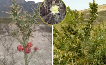 Plantas nativas de Coahuila, el cactus lápiz, ¿qué característica tiene?