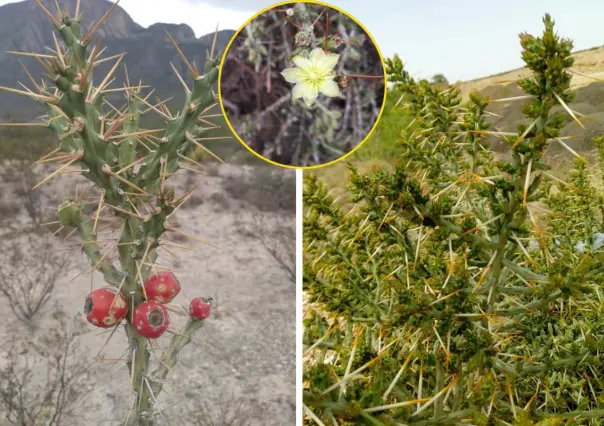 Plantas nativas de Coahuila, el cactus lápiz, ¿qué característica tiene?