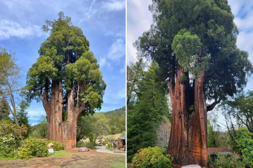 Secuoya gigante, tiene 1800 años. Mide 40 metros de alto y  23 metros de perímetro y se encuentra en el norte de California. Foto: @arboles_magicos / X