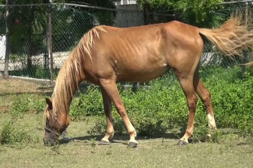 Muchos caballos son abandonados en lugares públicos | Foto: Axel Hassel