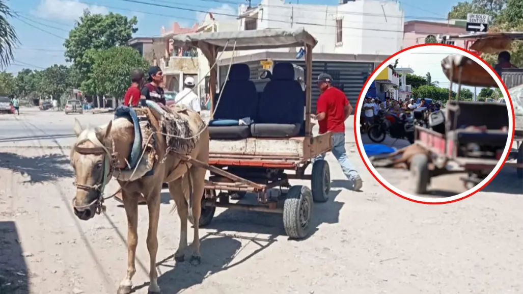 Esto es lo que proponen para evitar el maltrato animal durante la recolección de basura en Altamira