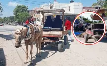Esto es lo que proponen para evitar el maltrato animal durante la recolección de basura en Altamira