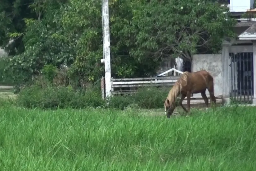 Buscan retirar a los caballos de la calle para remplazarlos por motocicletas recolectoras | Foto: Axel Hassel