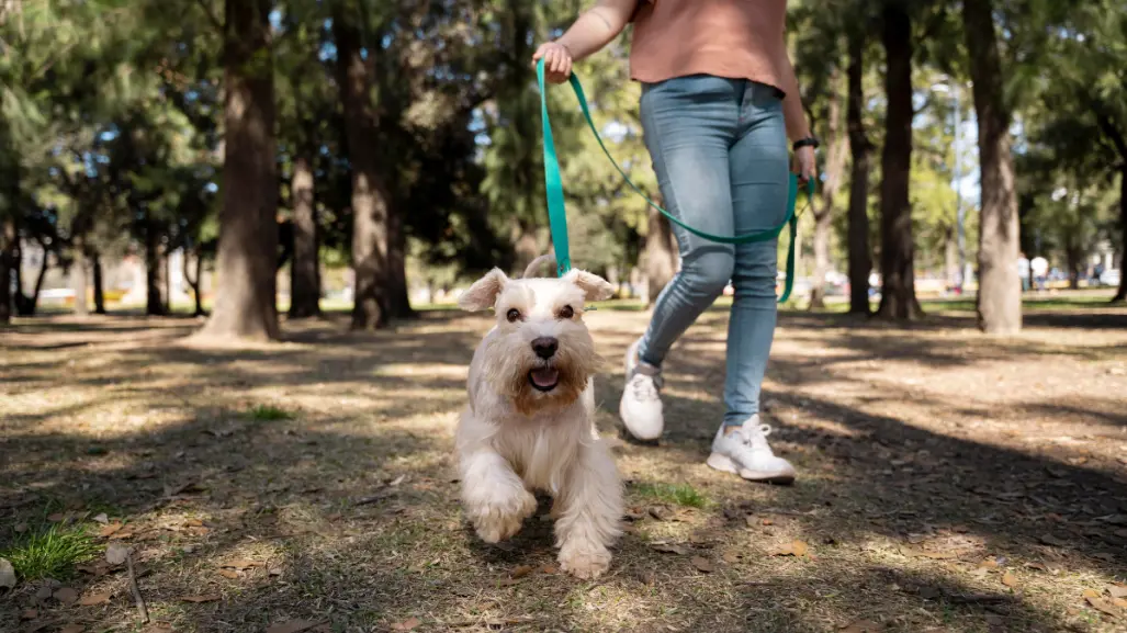 ¿Listo para correr y adoptar en CDMX? En esta carrera podrías llevarte un nuevo amigo a casa