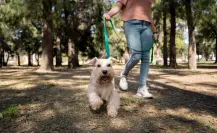 ¿Listo para correr y adoptar en CDMX? En esta carrera podrías llevarte un nuevo amigo a casa