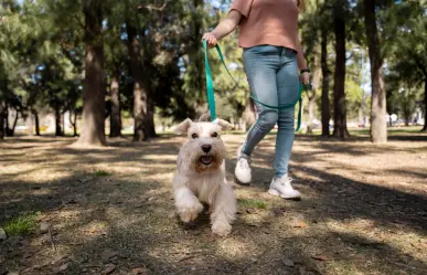 ¿Listo para correr y adoptar en CDMX? En esta carrera podrías llevarte un nuevo amigo a casa
