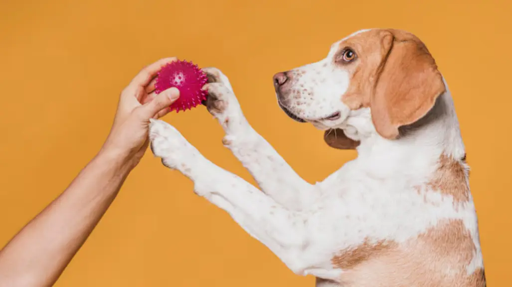 3 juguetes para refrescar a tu mascota del calor extremo