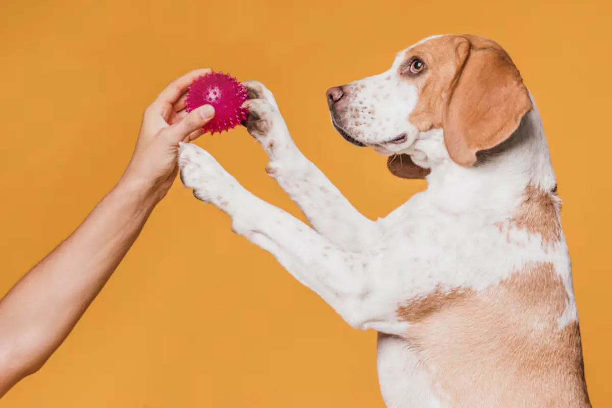 Freepik: Mascota con juguete