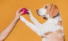 3 juguetes para refrescar a tu mascota del calor extremo