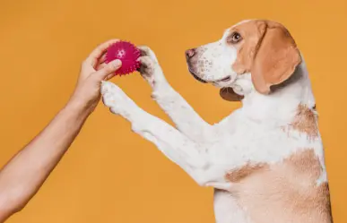 3 juguetes para refrescar a tu mascota del calor extremo