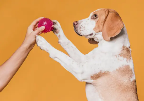 3 juguetes para refrescar a tu mascota del calor extremo