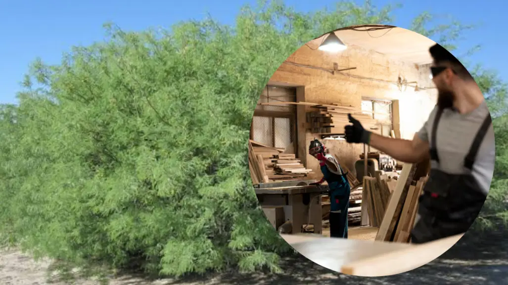 La madera de este árbol nativo de Tamaulipas es el favorito para fabricar muebles