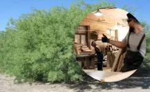 La madera de este árbol nativo de Tamaulipas es el favorito para fabricar muebles