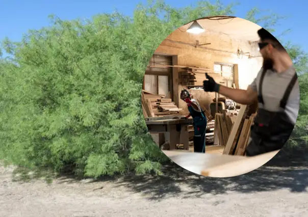La madera de este árbol nativo de Tamaulipas es el favorito para fabricar muebles