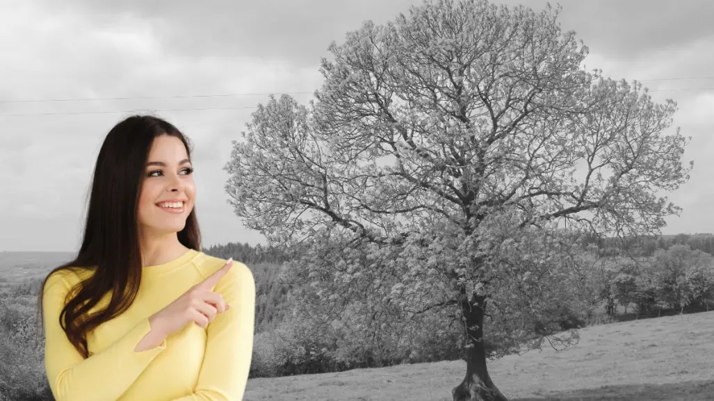 Este es el árbol nativo de Nuevo León ideal para soportar el clima extremo y dar sombra