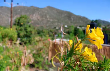 Clima en BCS: así se esperan las temperaturas para hoy viernes 16 de mayo