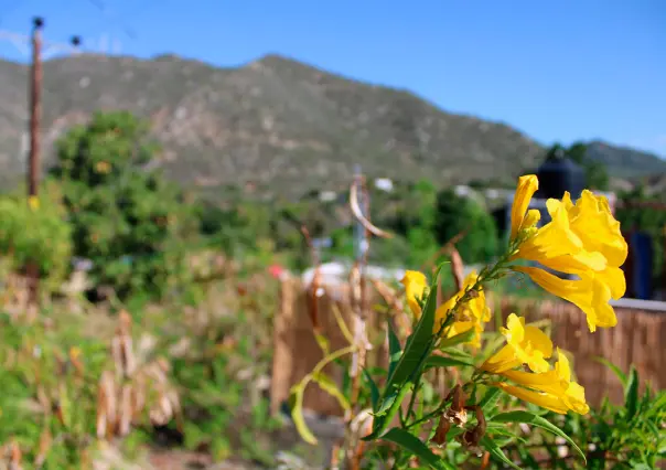 Clima en BCS: así se esperan las temperaturas para hoy viernes 16 de mayo