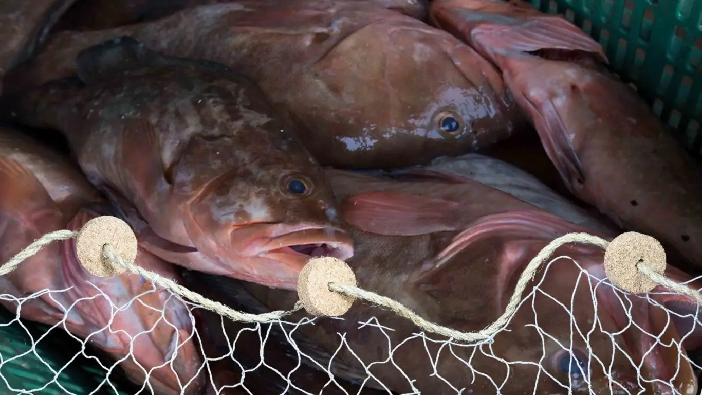 ¿Cuál es el panorama para la pesca del mero en Celestún?. Foto: Alejandra Vargas / Canva