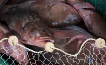Pesca de mero en Yucatán: mejora la captura en lo que va de la temporada