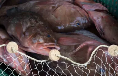 Pesca de mero en Yucatán: mejora la captura en lo que va de la temporada