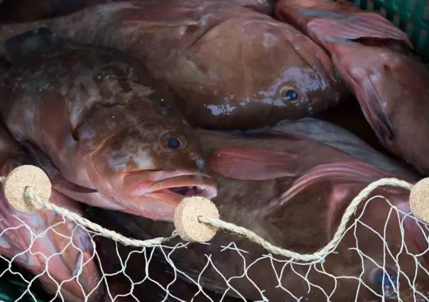 Pesca de mero en Yucatán: mejora la captura en lo que va de la temporada