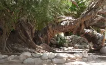 Los 10 árboles más antiguos de México: 2 están en Baja California Sur