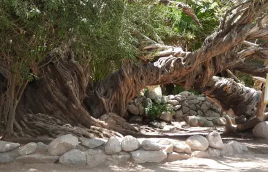 Los 10 árboles más antiguos de México: 2 están en Baja California Sur